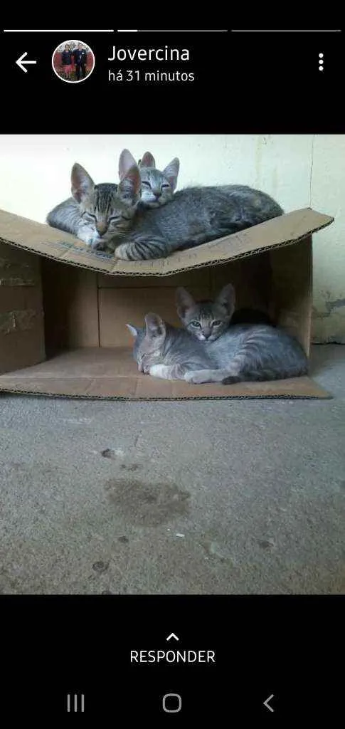 Gato raça Não importa idade 2 a 6 meses nome Gatineos