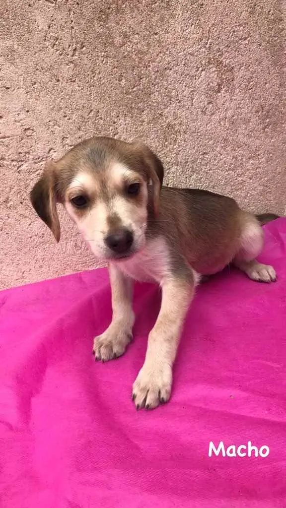 Cachorro ra a Vira lata idade 2 a 6 meses nome Bob, Pretinha, Rock.