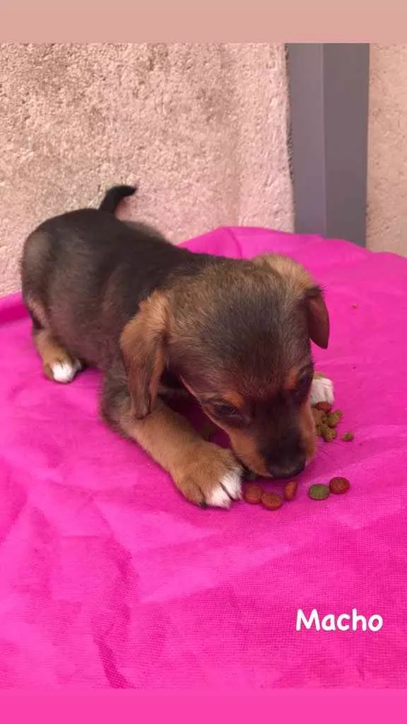 Cachorro ra a Vira lata idade 2 a 6 meses nome Bob, Pretinha, Rock.