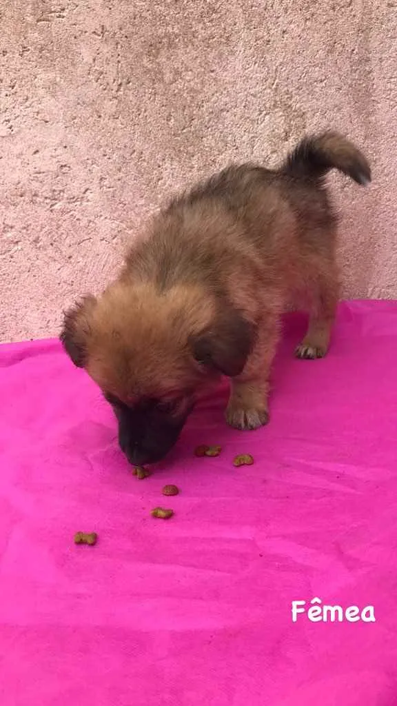 Cachorro ra a Vira lata idade 2 a 6 meses nome Bob, Pretinha, Rock.