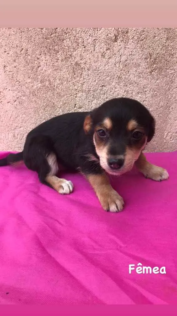 Cachorro ra a Vira lata idade 2 a 6 meses nome Bob, Pretinha, Rock.