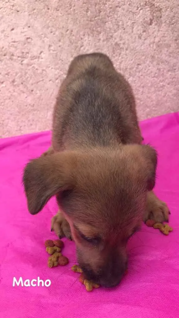 Cachorro ra a Vira lata idade 2 a 6 meses nome Bob, Pretinha, Rock.
