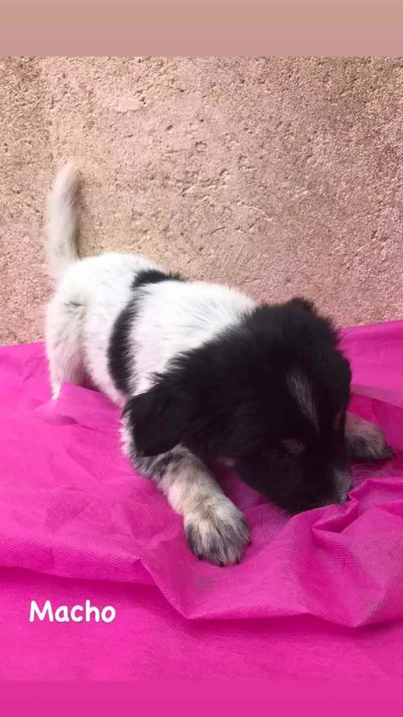 Cachorro ra a Vira lata idade 2 a 6 meses nome Bob, Pretinha, Rock.