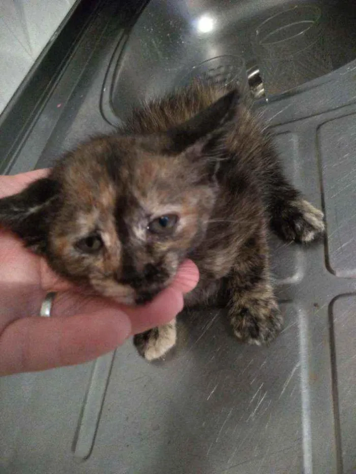 Gato ra a Não sei  idade 2 a 6 meses nome Pretinha