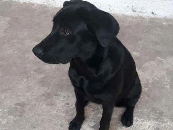 Cachorro ra a Labrador idade 7 a 11 meses nome Zoe