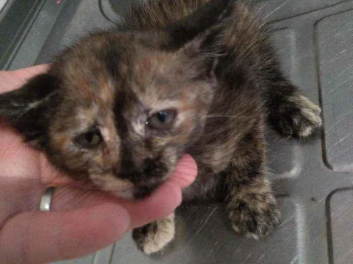 Gato ra a Não sei  idade 2 a 6 meses nome Pretinha
