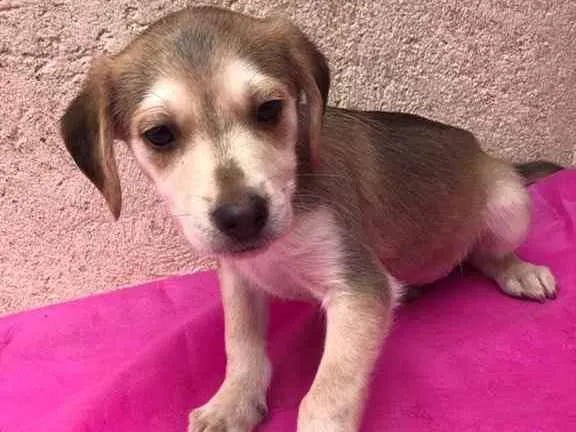 Cachorro ra a Vira lata idade 2 a 6 meses nome Bob, Pretinha, Rock.