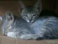 Gatineos