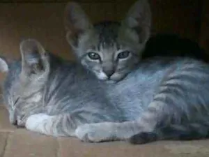 Gato raça Não importa idade 2 a 6 meses nome Gatineos