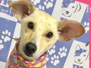 Cachorro raça Srd idade 2 anos nome Mel