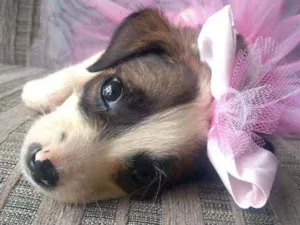 Cachorro raça SRD idade 2 a 6 meses nome Lila