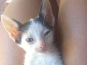 Gato raça Não sei idade 2 a 6 meses nome Sem nome