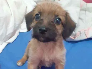 Cachorro raça SRD idade 2 a 6 meses nome Pipa