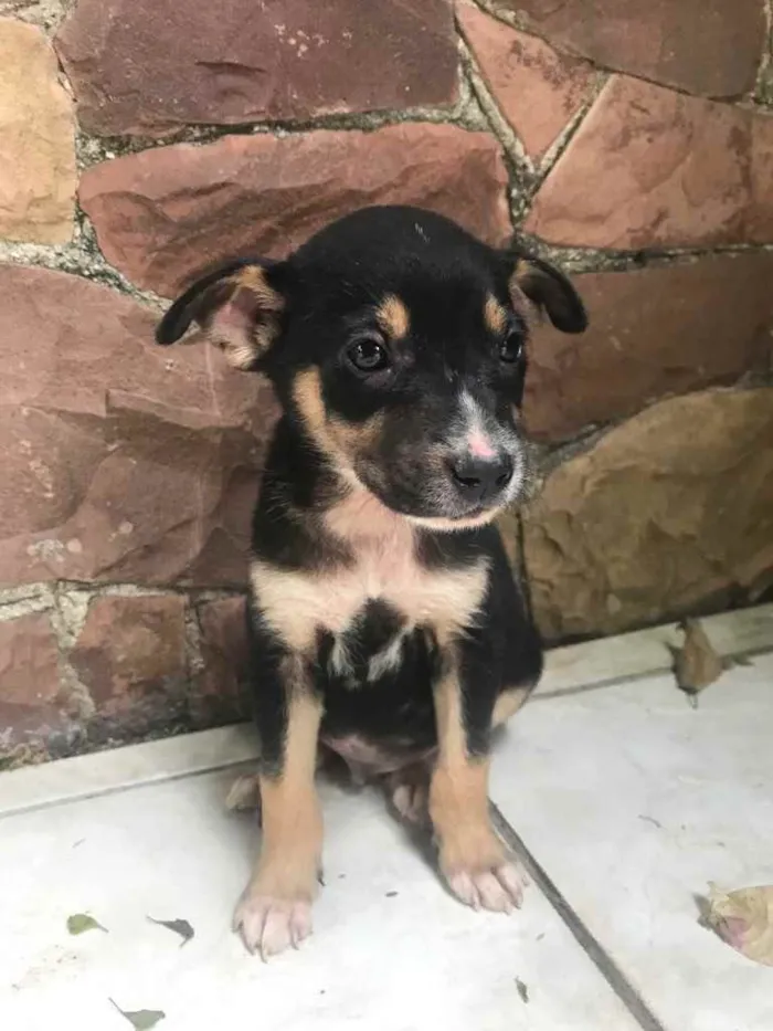 Cachorro ra a Sem Raça Definida idade Abaixo de 2 meses nome Sem Nome