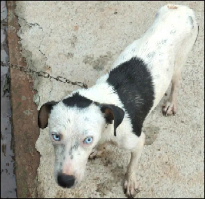 Cachorro raça Sem raça definida  idade 2 anos nome Nina