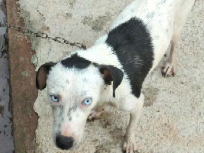 Cachorro raça Sem raça definida  idade 2 anos nome Nina