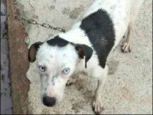 Cachorro raça Sem raça definida  idade 2 anos nome Nina