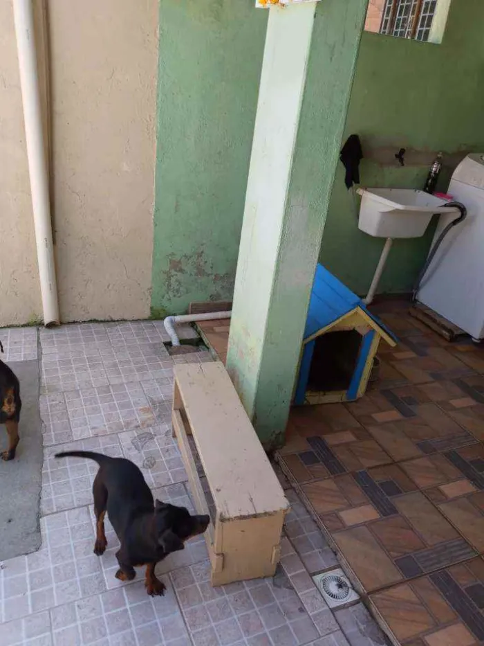 Cachorro ra a Vira lata idade 1 ano nome Bolota