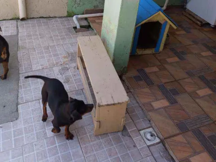 Cachorro ra a Vira lata idade 1 ano nome Bolota