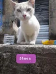 Paloma