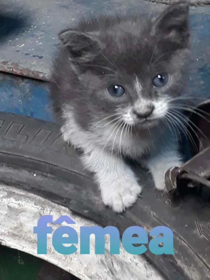 Gato ra a SRD idade 2 a 6 meses nome Kira