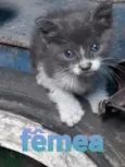 Kira