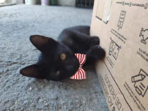 Gato raça SRD idade 2 a 6 meses nome Sem nome