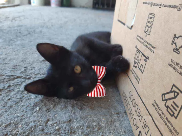 Gato ra a SRD idade 2 a 6 meses nome Sem nome