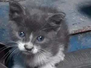 Gato raça SRD idade 2 a 6 meses nome Kira