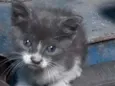 Kira