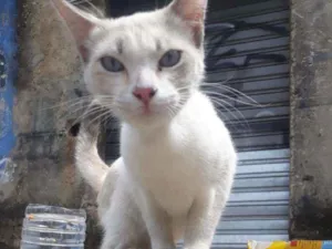 Gato raça SRD idade 2 a 6 meses nome Paloma