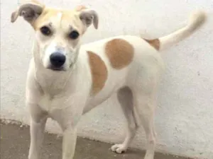 Cachorro raça SRD idade 7 a 11 meses nome Kiara