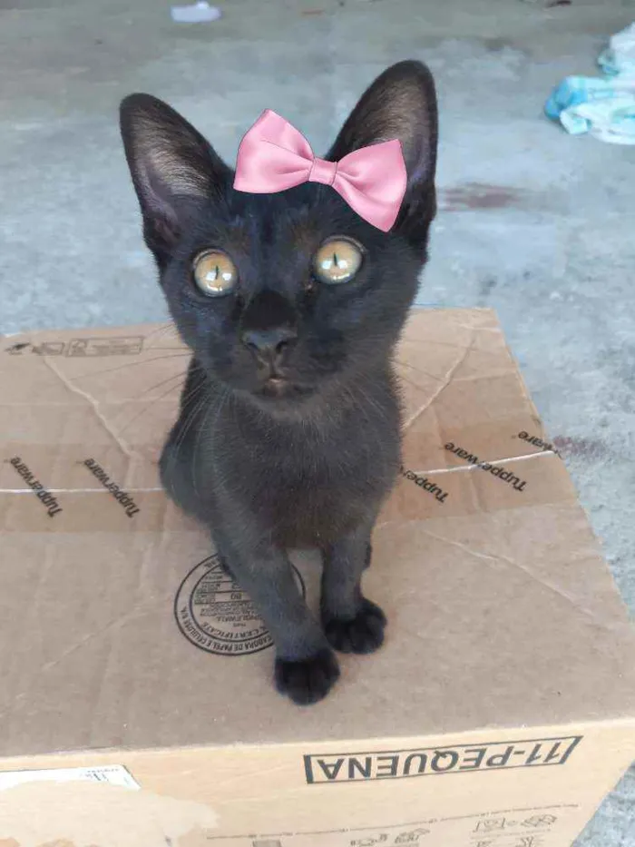 Gato ra a SRD idade 2 a 6 meses nome Sem nome