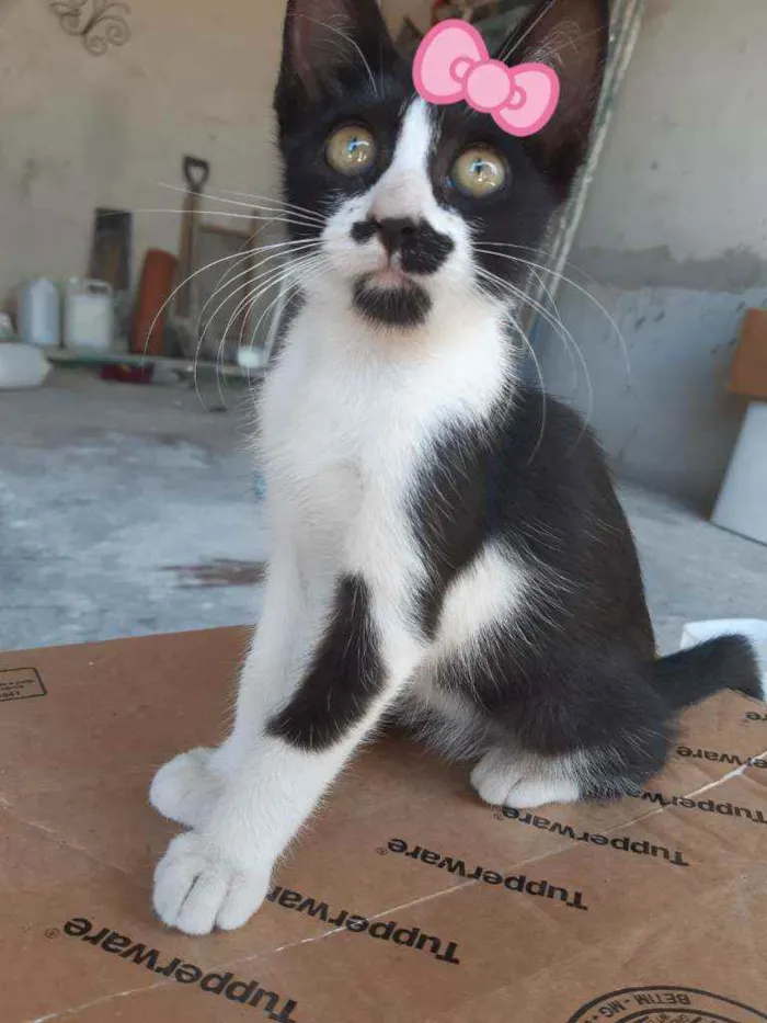 Gato ra a SRD idade 2 a 6 meses nome Sem nome