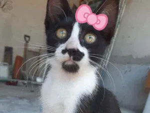 Gato raça SRD idade 2 a 6 meses nome Sem nome
