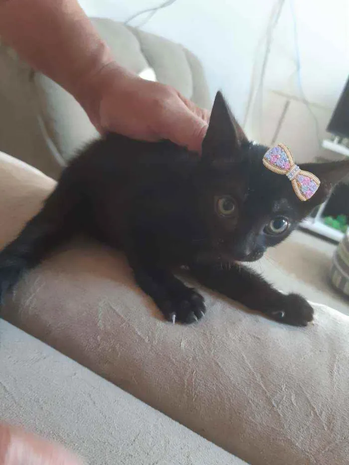 Gato ra a SRD idade 2 a 6 meses nome Sem nome