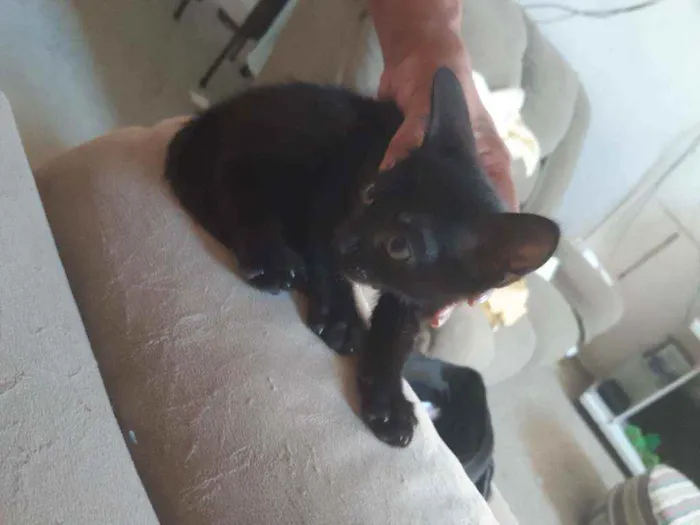Gato ra a SRD idade 2 a 6 meses nome Sem nome