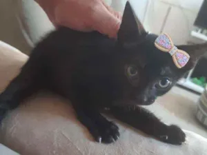 Gato raça SRD idade 2 a 6 meses nome Sem nome
