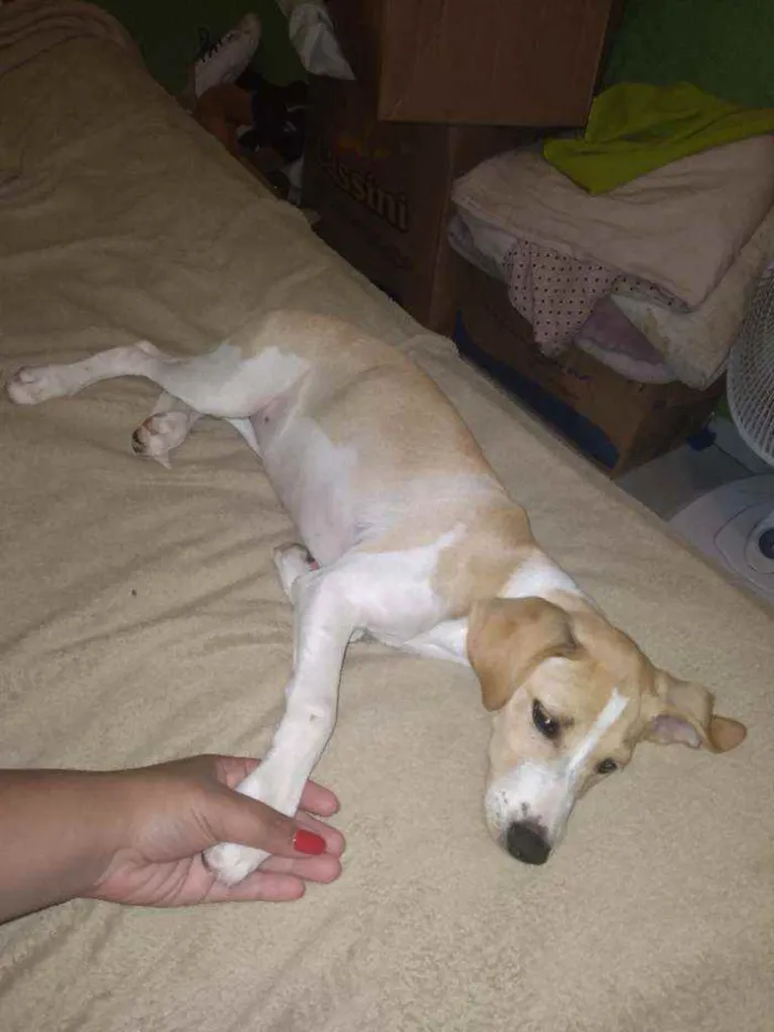 Cachorro ra a Sem raça  definida  idade 2 a 6 meses nome Kiara 