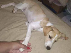 Cachorro raça Sem raça  definida  idade 2 a 6 meses nome Kiara 