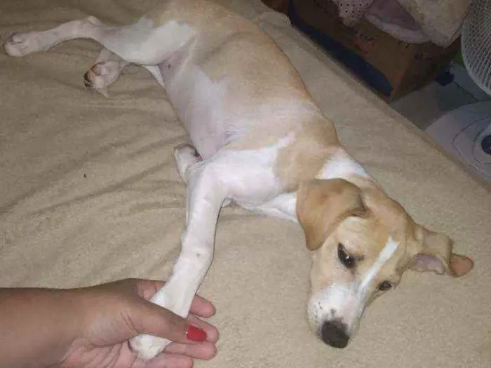 Cachorro ra a Sem raça  definida  idade 2 a 6 meses nome Kiara 