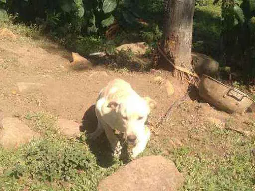 Cachorro ra a Labrador 'com pastor belga  idade 7 a 11 meses nome Roco