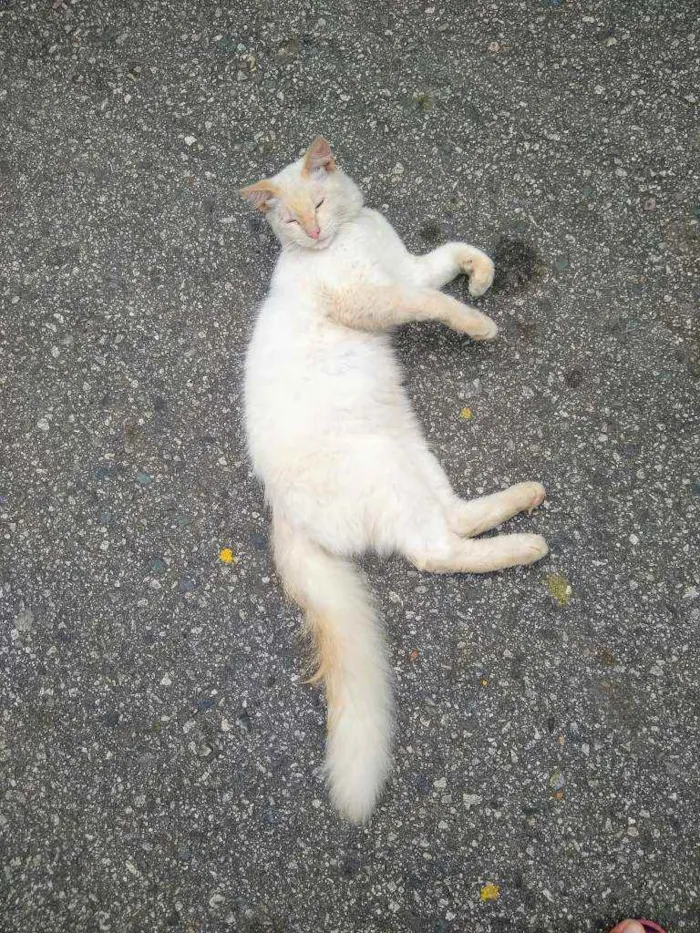 Gato ra a Angorá idade 7 a 11 meses nome Thor