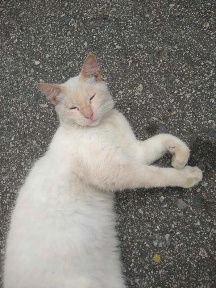 Gato ra a Angorá idade 7 a 11 meses nome Thor