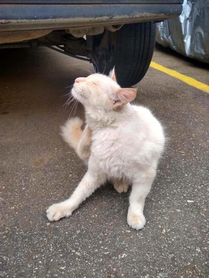 Gato ra a Angorá idade 7 a 11 meses nome Thor