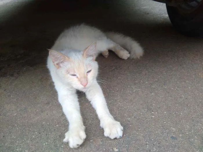 Gato ra a Angorá idade 7 a 11 meses nome Thor