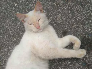 Gato raça Angorá idade 7 a 11 meses nome Thor