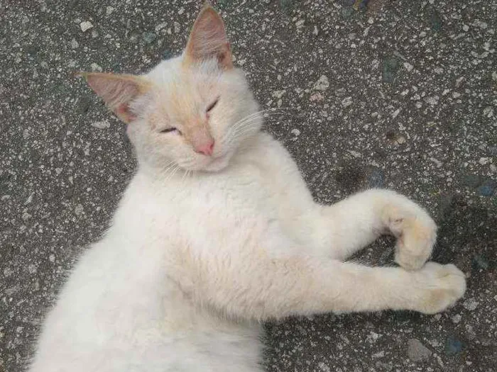 Gato ra a Angorá idade 7 a 11 meses nome Thor