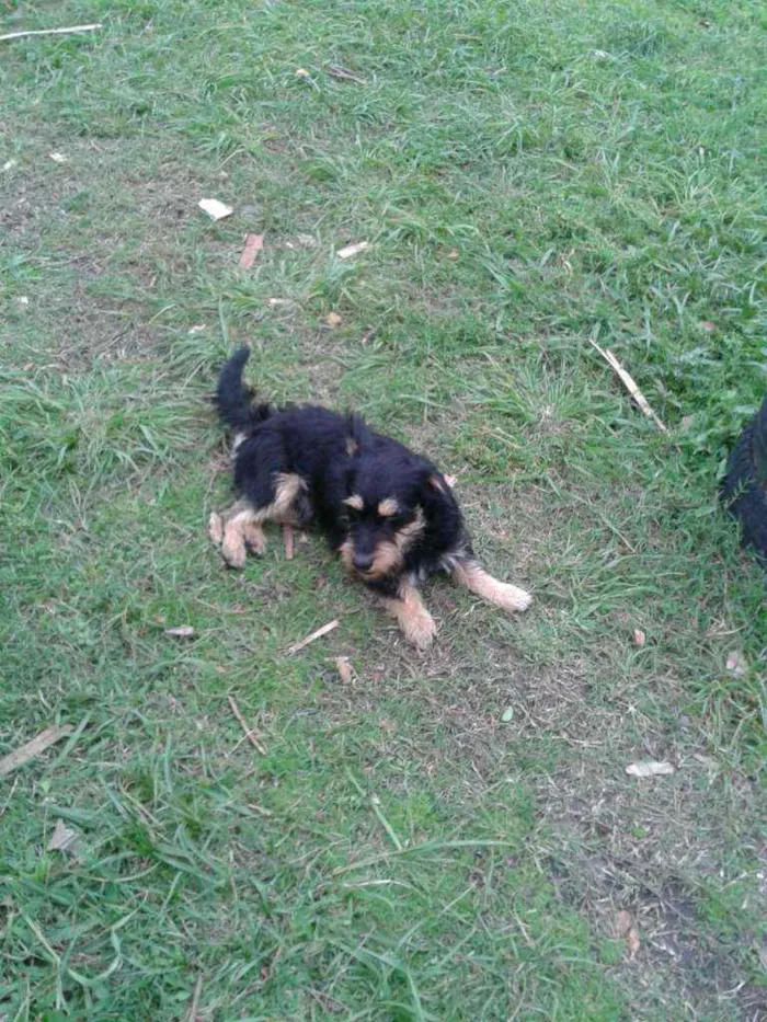 Cachorro ra a SRD idade 1 ano nome JUBINHA