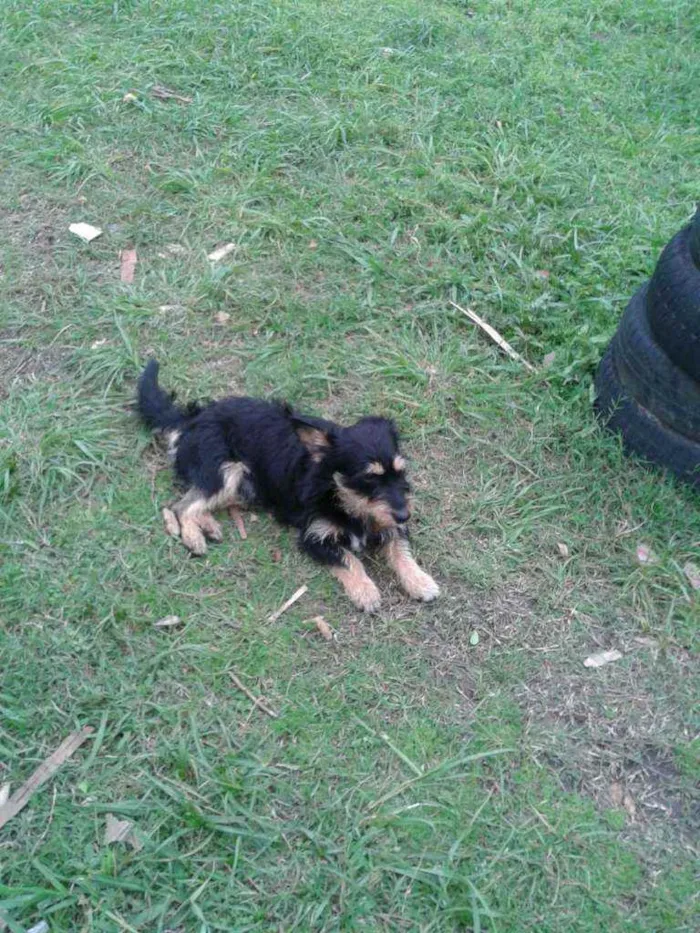 Cachorro ra a SRD idade 1 ano nome JUBINHA